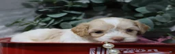 Cavapoo dogs for sale: Bliss - Ad 3