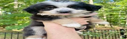 Australian Shepherd dogs for sale: Ninja Star  - Ad 3