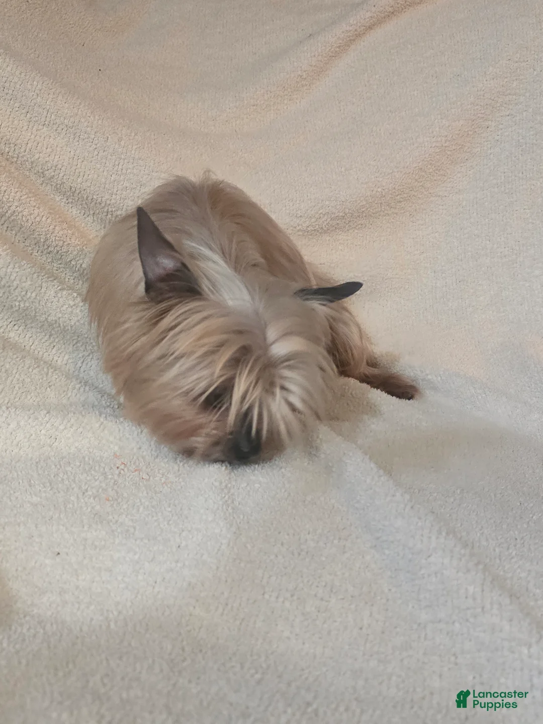 Shorkie dogs for sale: Ava - Ad 5