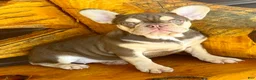 French Bulldog dogs for sale: Lucy - Ad 2