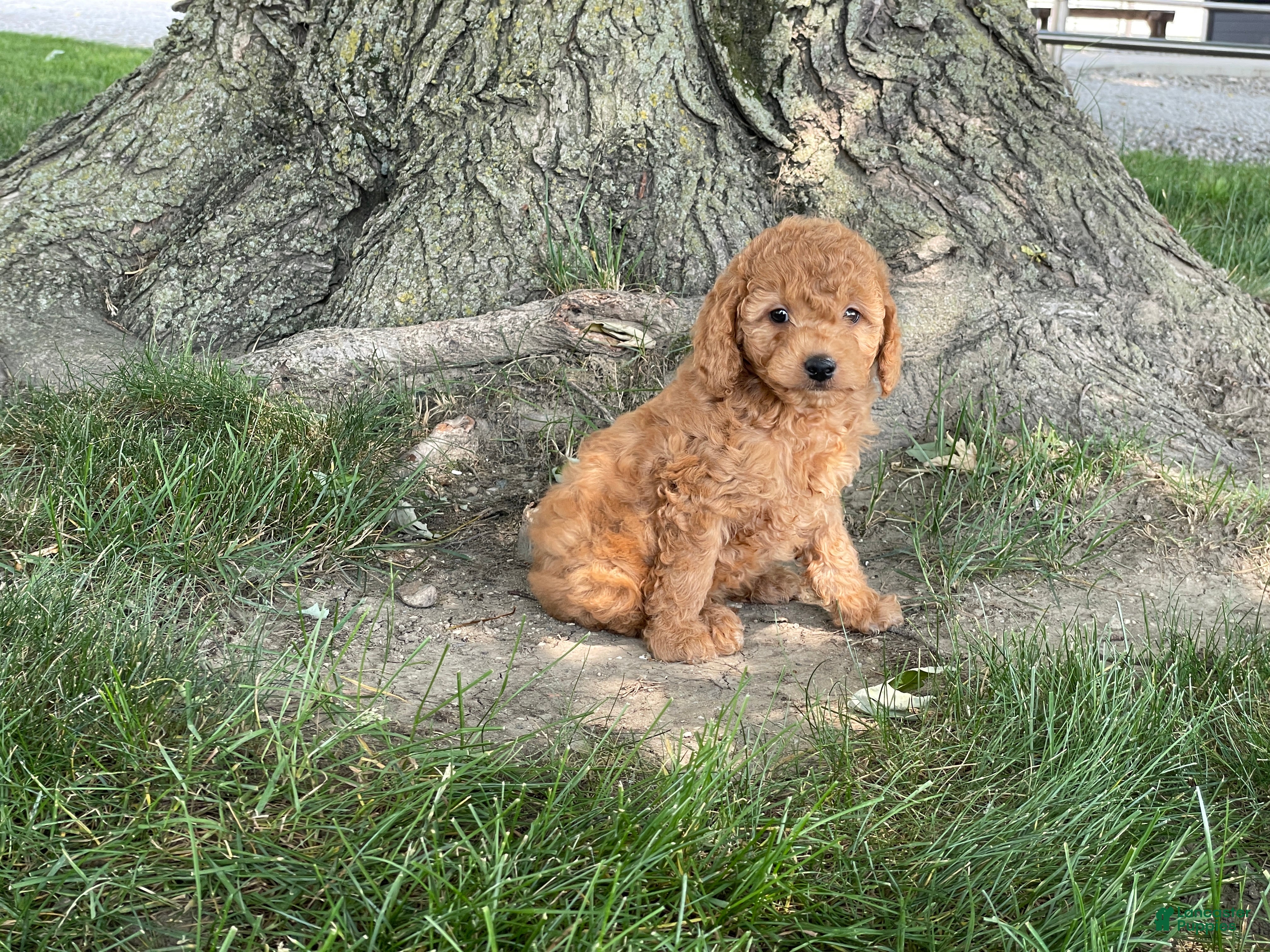 Mini Goldendoodle dogs Mindy Mini Goldendoodle  - Ad 1