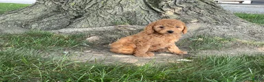 Mindy Mini Goldendoodle 