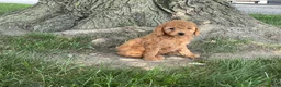 Mini Goldendoodle dogs for sale: Mindy Mini Goldendoodle  - Ad 1