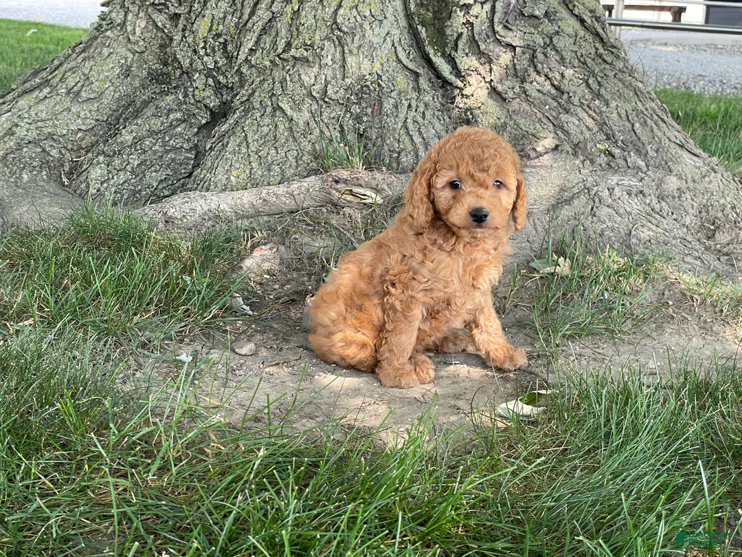 Mini Goldendoodle dogs for sale: Mindy Mini Goldendoodle  - Ad 1