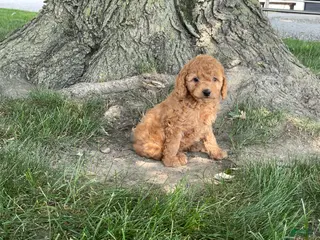 Mini Goldendoodle dogs for sale: Mindy Mini Goldendoodle - Ad 2