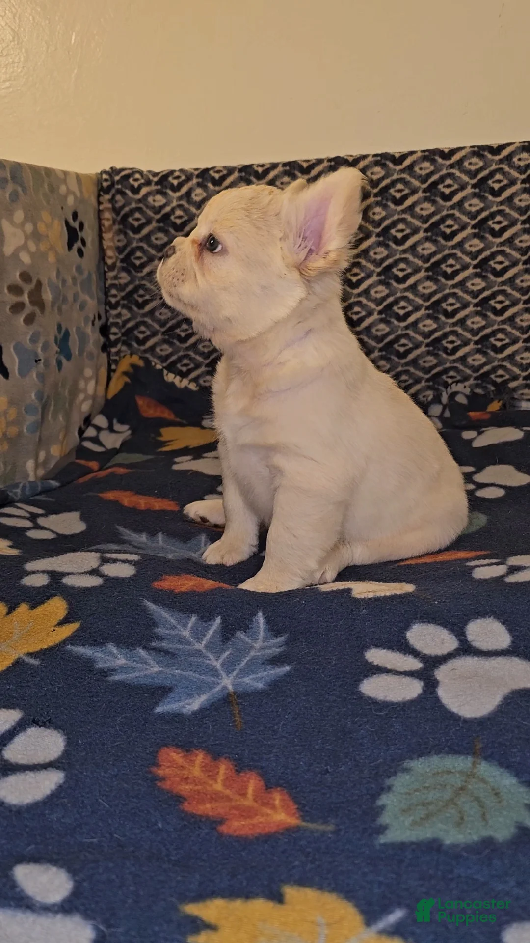 French Bulldog dogs for sale: French Bulldog Puppy 1 - Ad 2