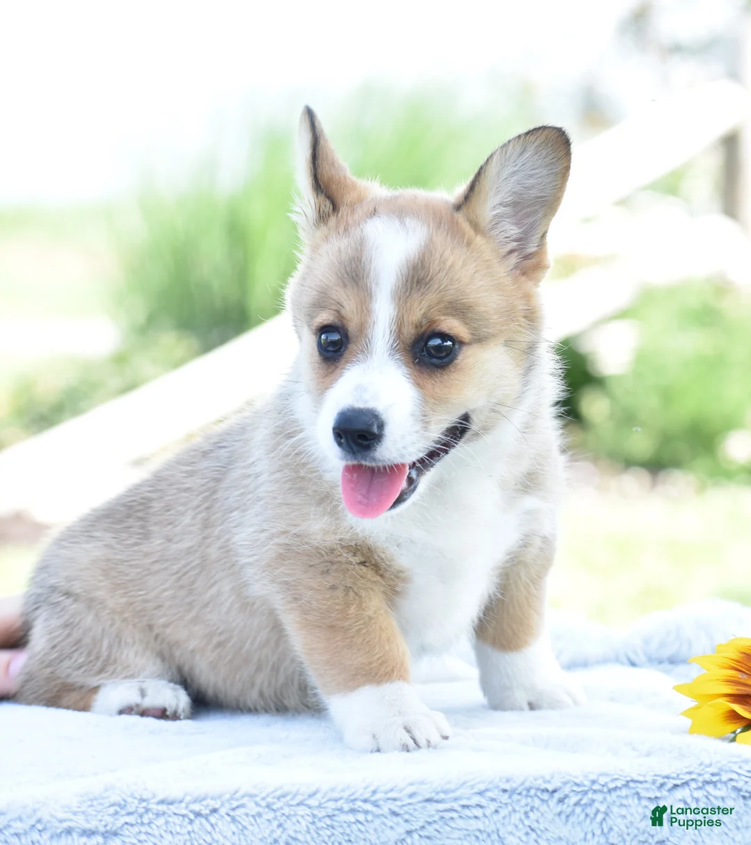Welsh Corgi Pembroke dogs for sale: Carli - Ad 2