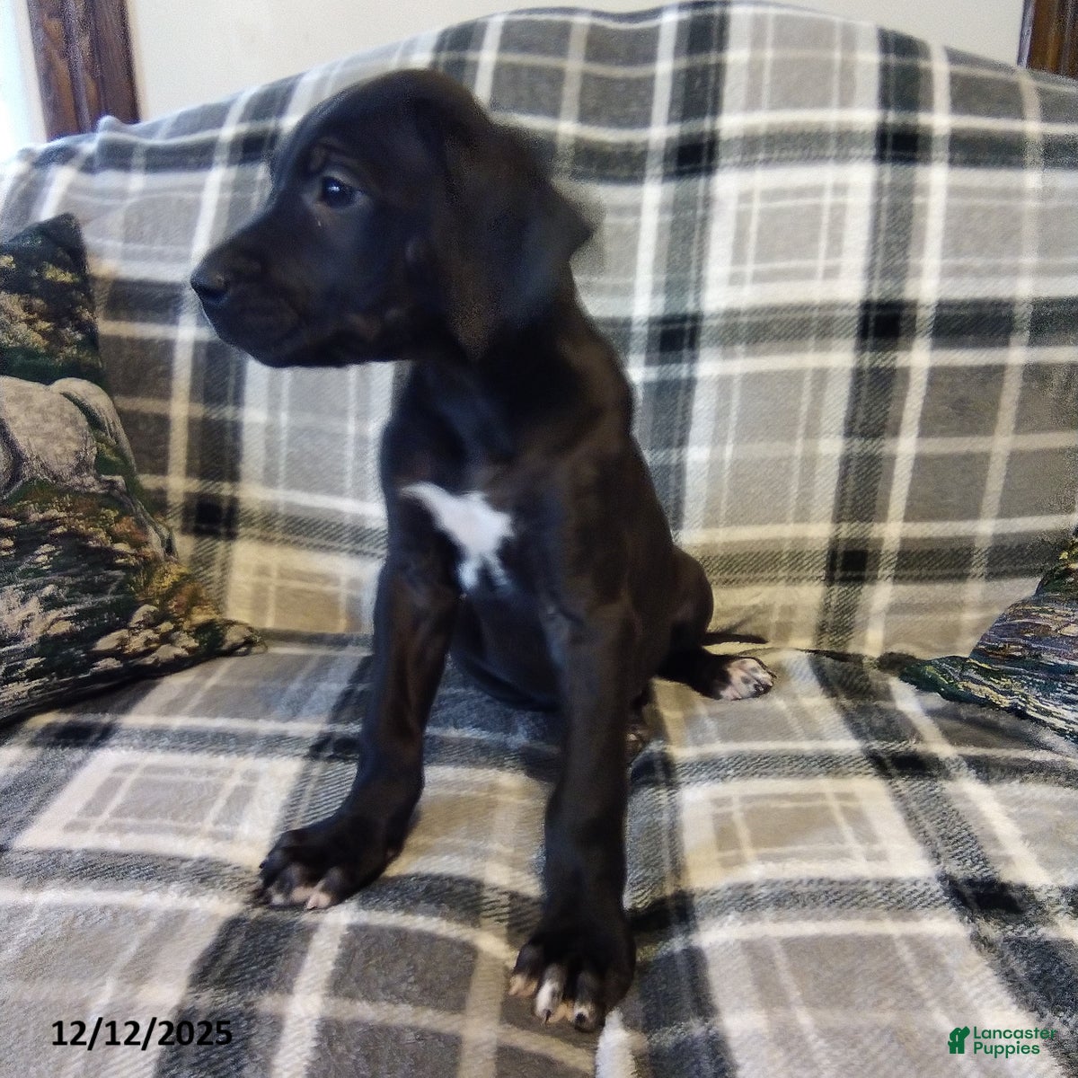 Great Dane dogs Joy Popper - Ad 12