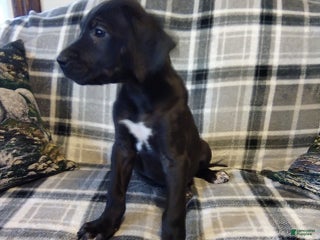 Great Dane dogs Joy Popper - Ad 7