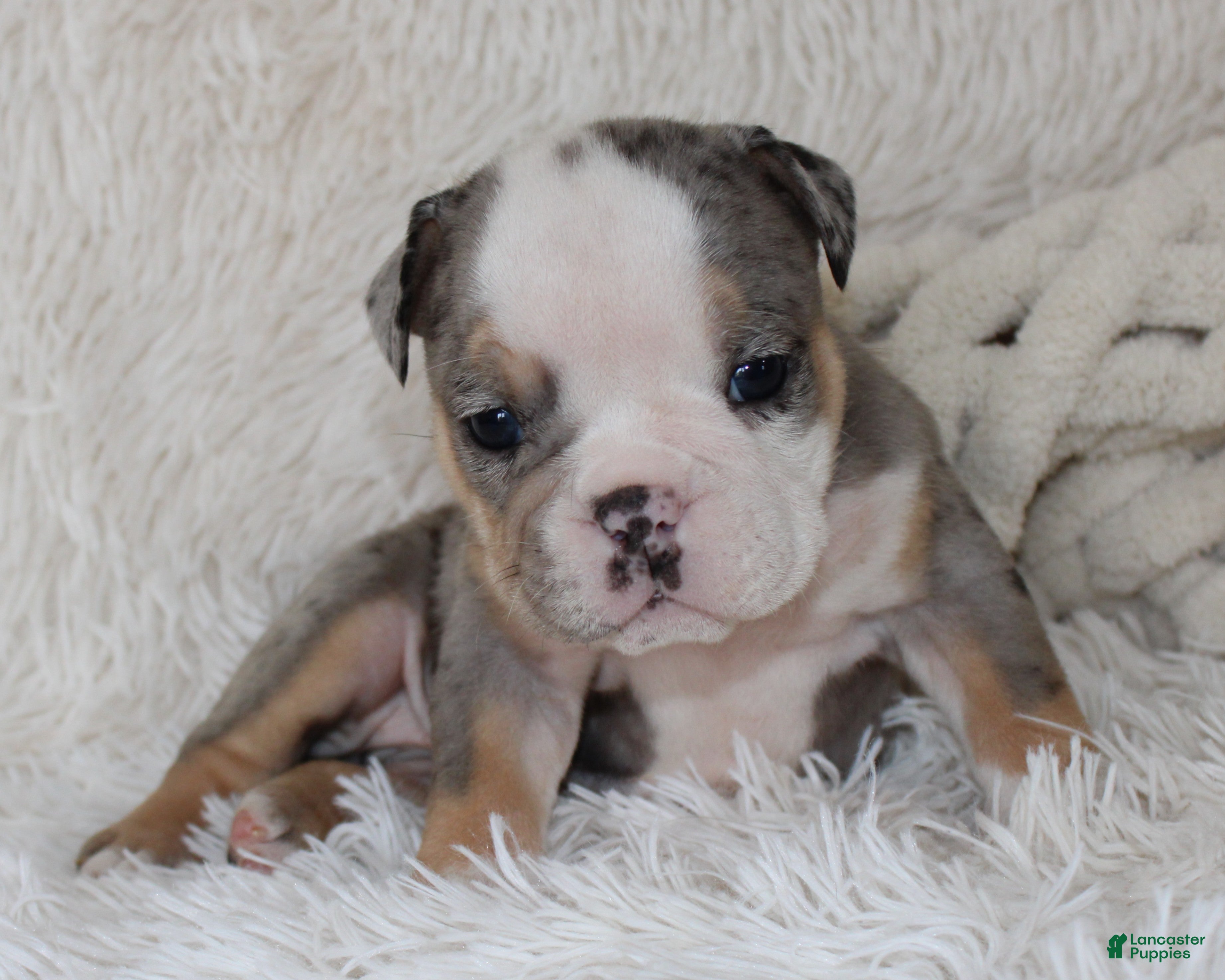 English Bulldog dogs Nora - Ad 2