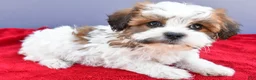 Teddy Bear dogs for sale: Tiffany - Ad 8