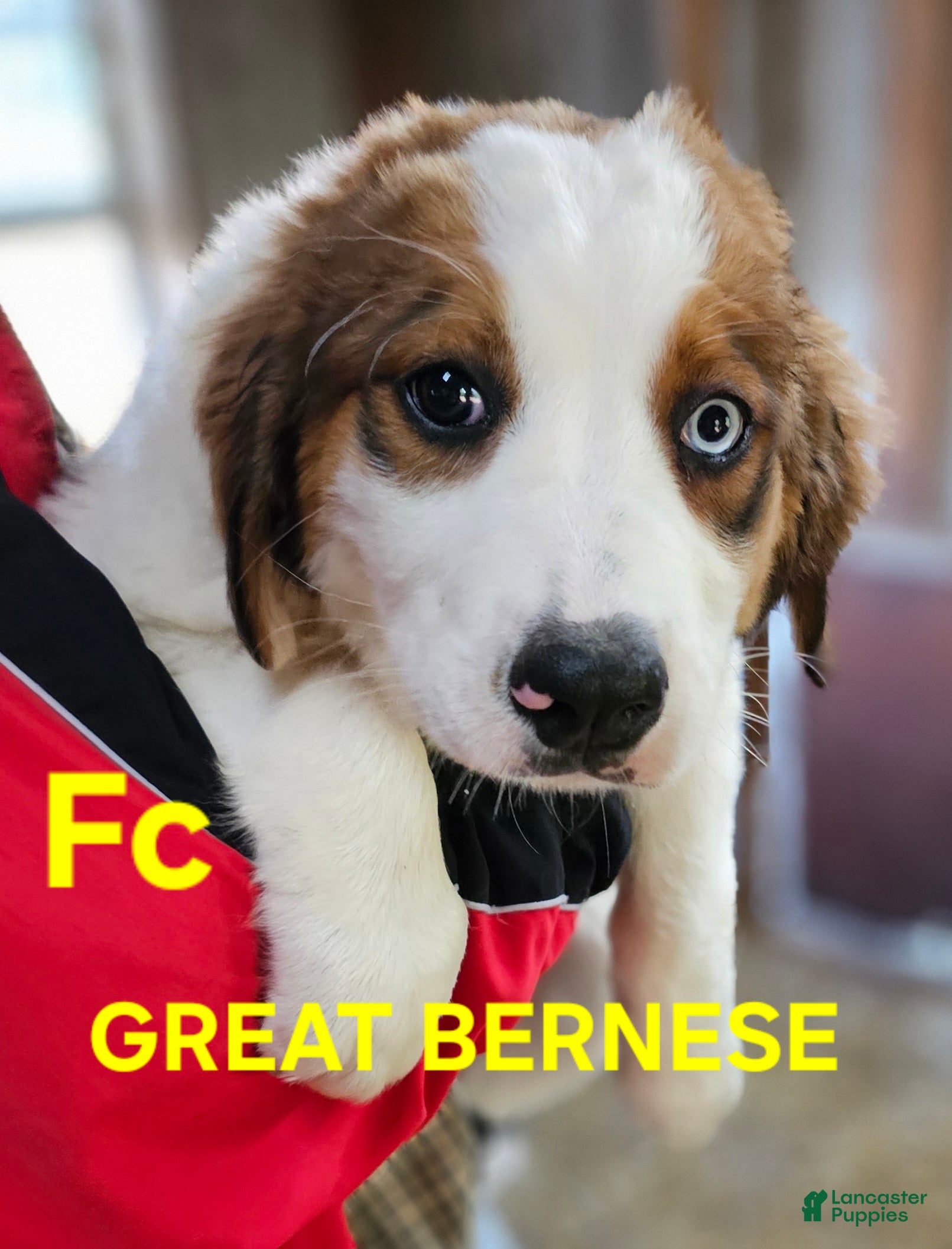 Mixed Breed dogs Mixed Breed Puppy 1 - Ad 1