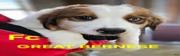 Mixed Breed dogs for sale: Mixed Breed Puppy 1 - Ad 1