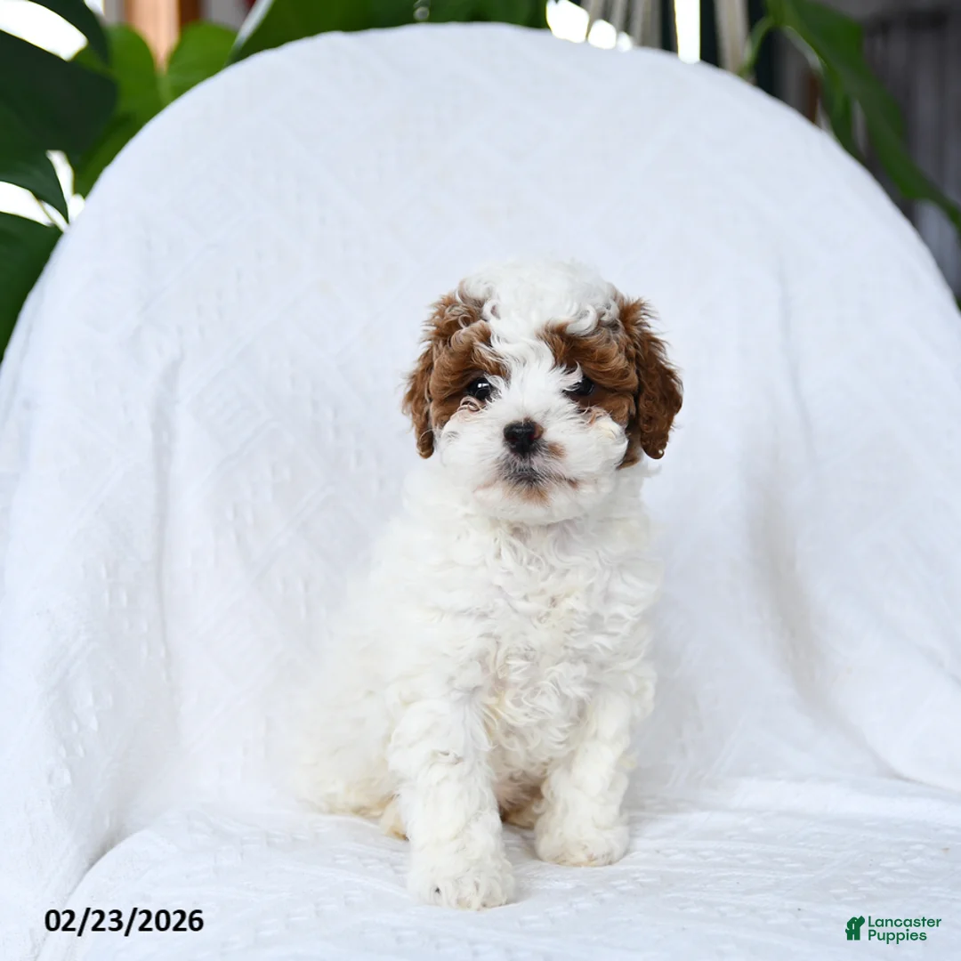 Mini Goldendoodle dogs for sale: Truffles - Ad 4