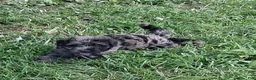 Aussiedoodle dogs for sale: Poppy and Peter  - Ad 4