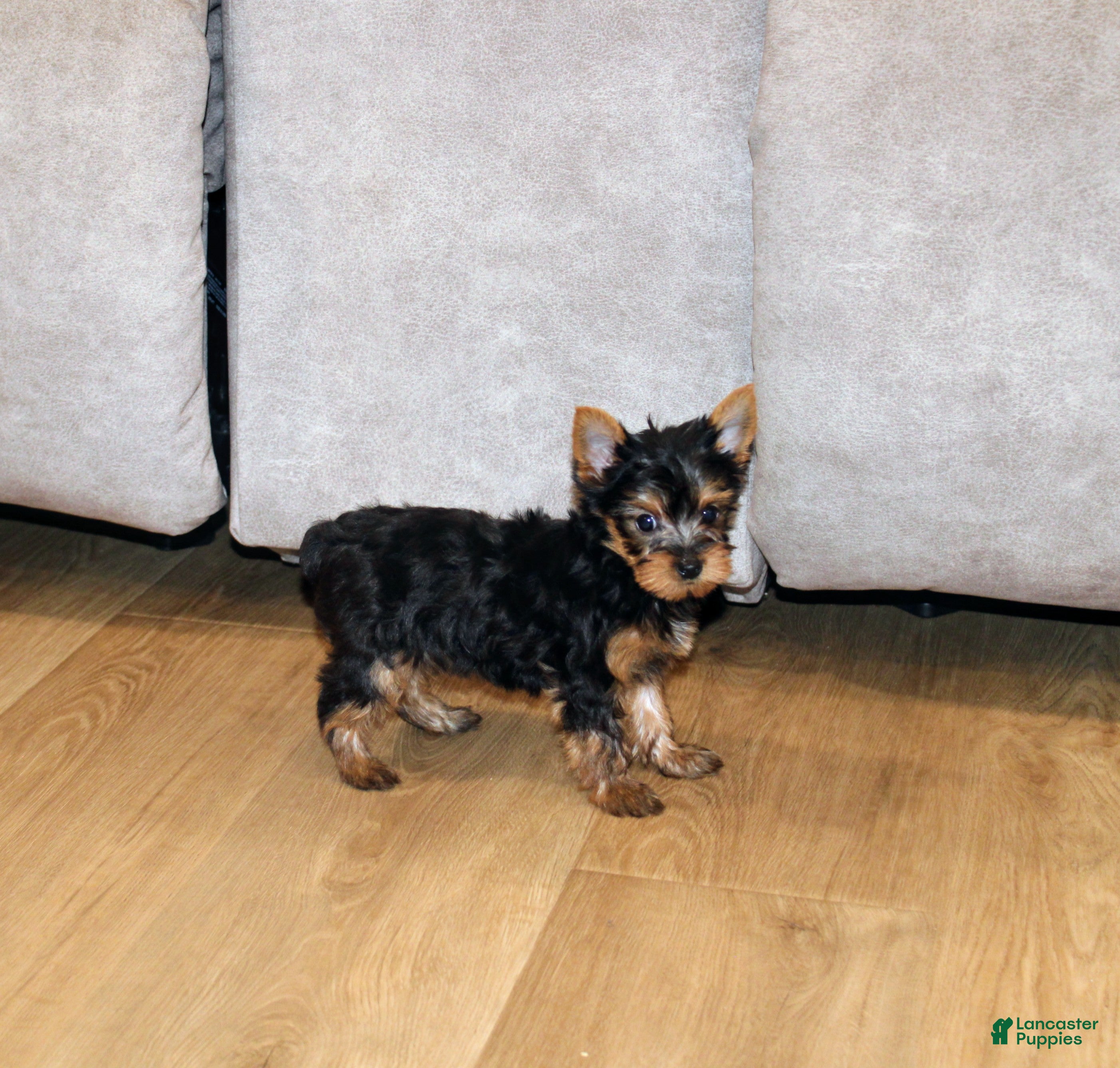 Yorkshire Terrier dogs Peaches - Ad 20