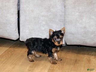 Yorkshire Terrier dogs Peaches - Ad 20