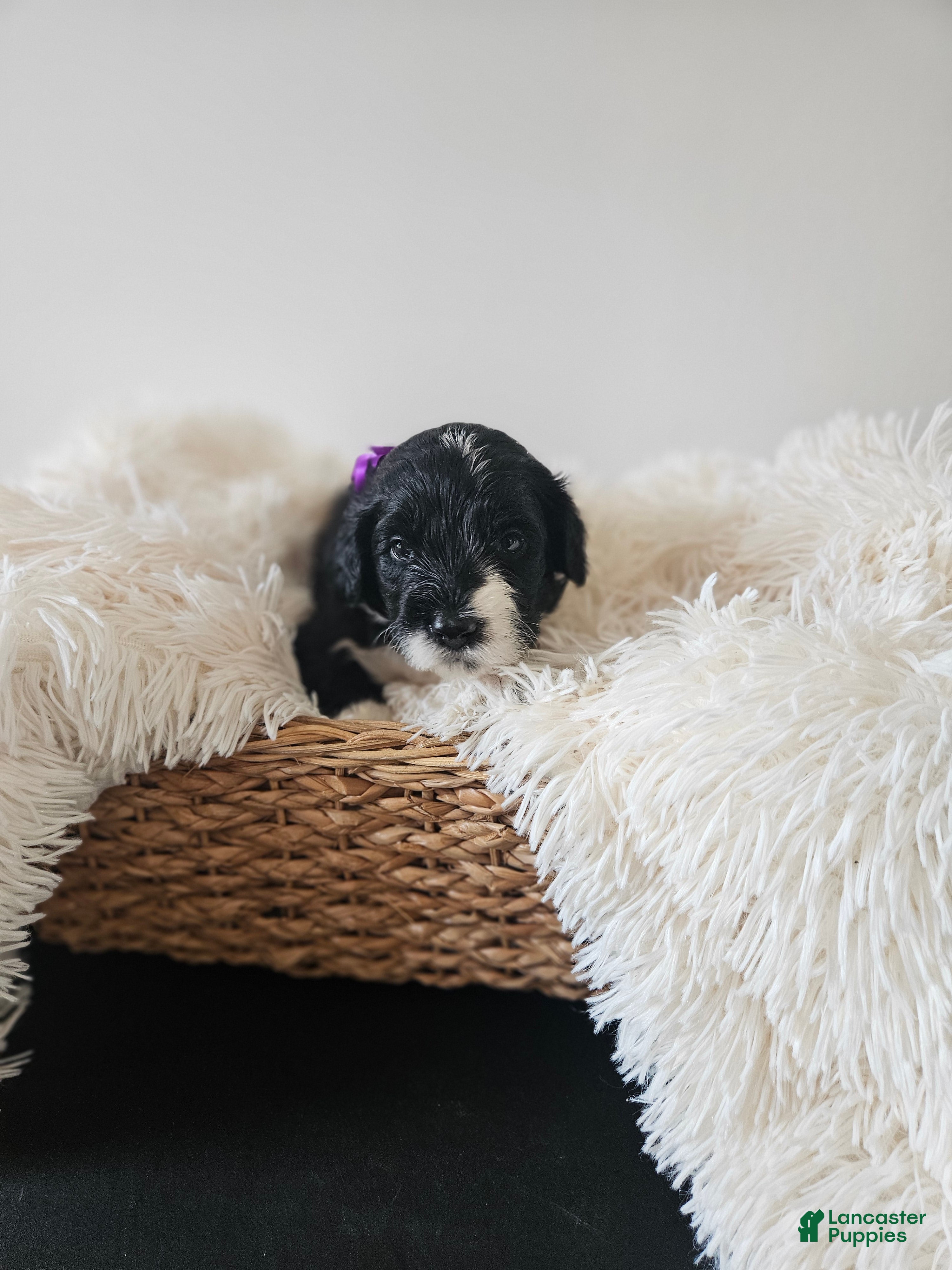 Portuguese Water Dog dogs Princess - Ad 28