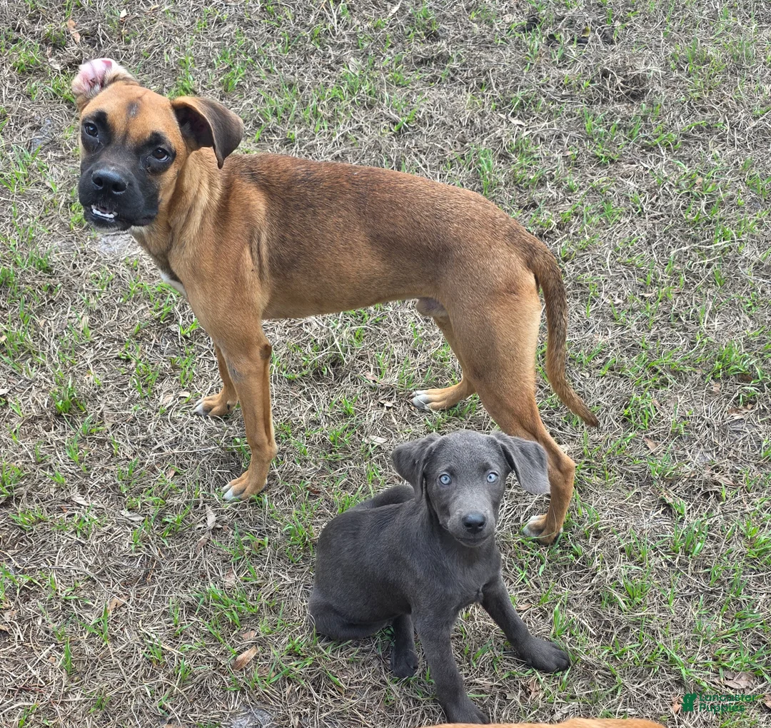 Labrador Retriever dogs for sale: Labrador Retriever Bud - Ad 2