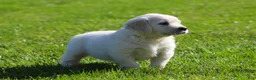 Golden Retriever dogs for sale: Leslie - Ad 3