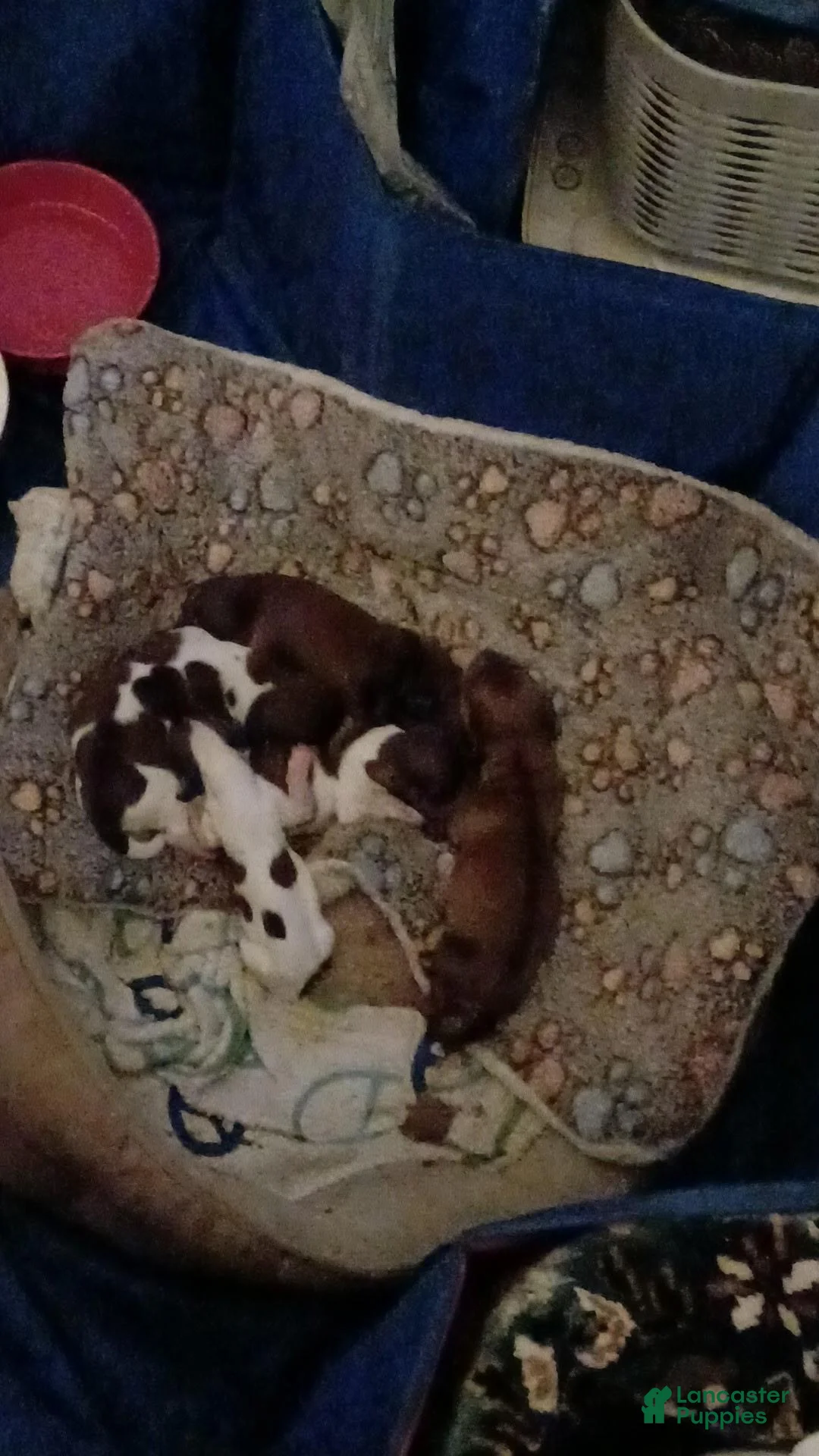 Miniature Dachshund dogs for sale: Bonita  - Ad 6