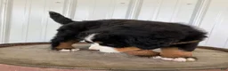 Bernese Mountain Dog dogs for sale: Pink collar- Sassy - Ad 7
