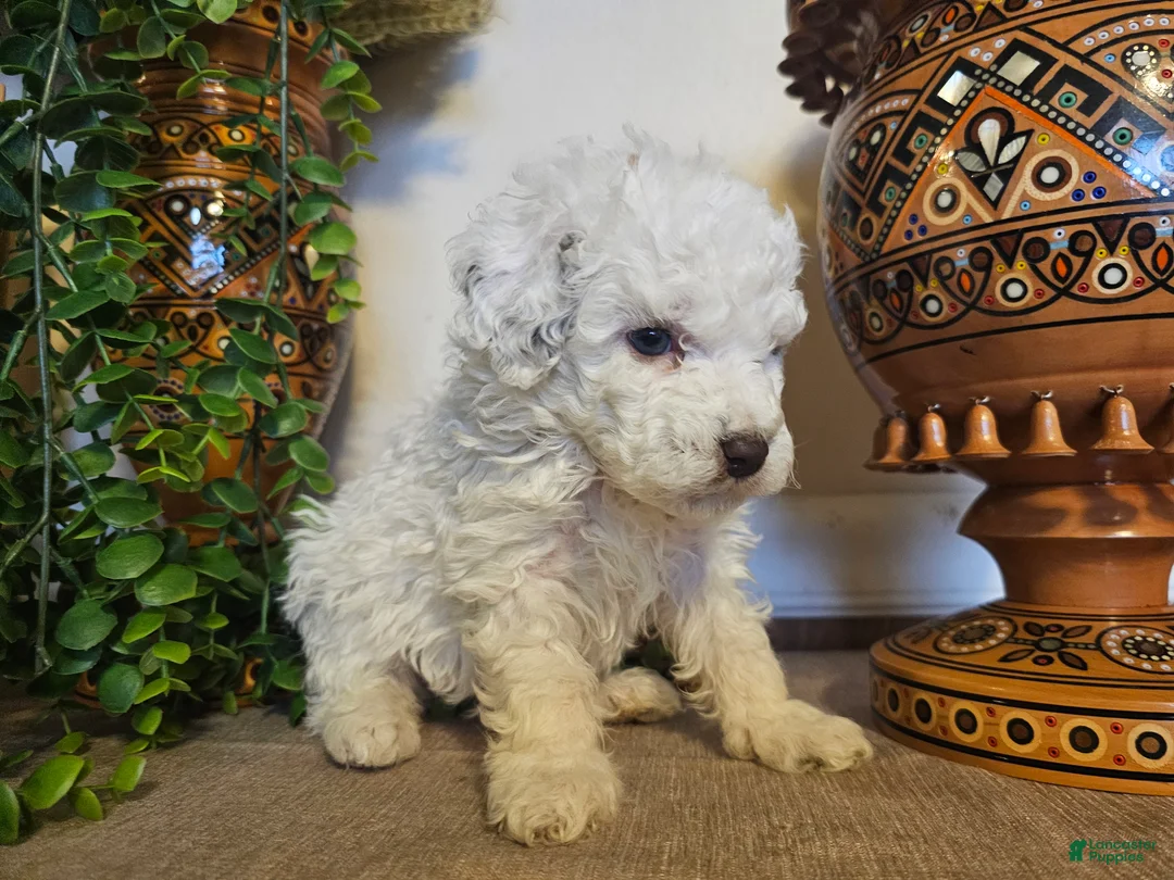Mini Goldendoodle dogs for sale: Primrose  - Ad 4