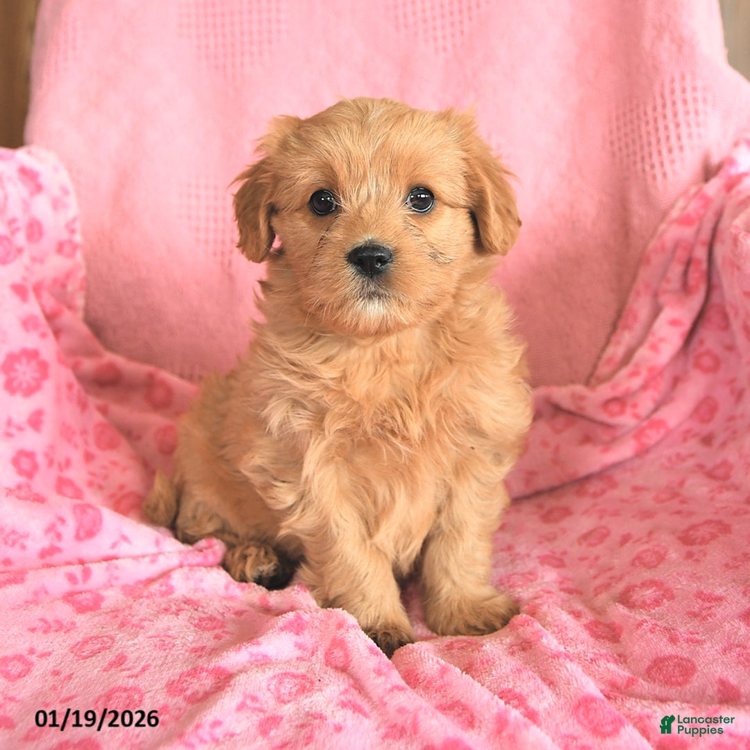 Cavapoo dogs for sale: Joyce - Ad 1