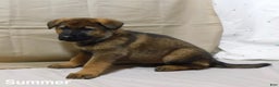 German Shepherd dogs for sale: Summer - Ad 6