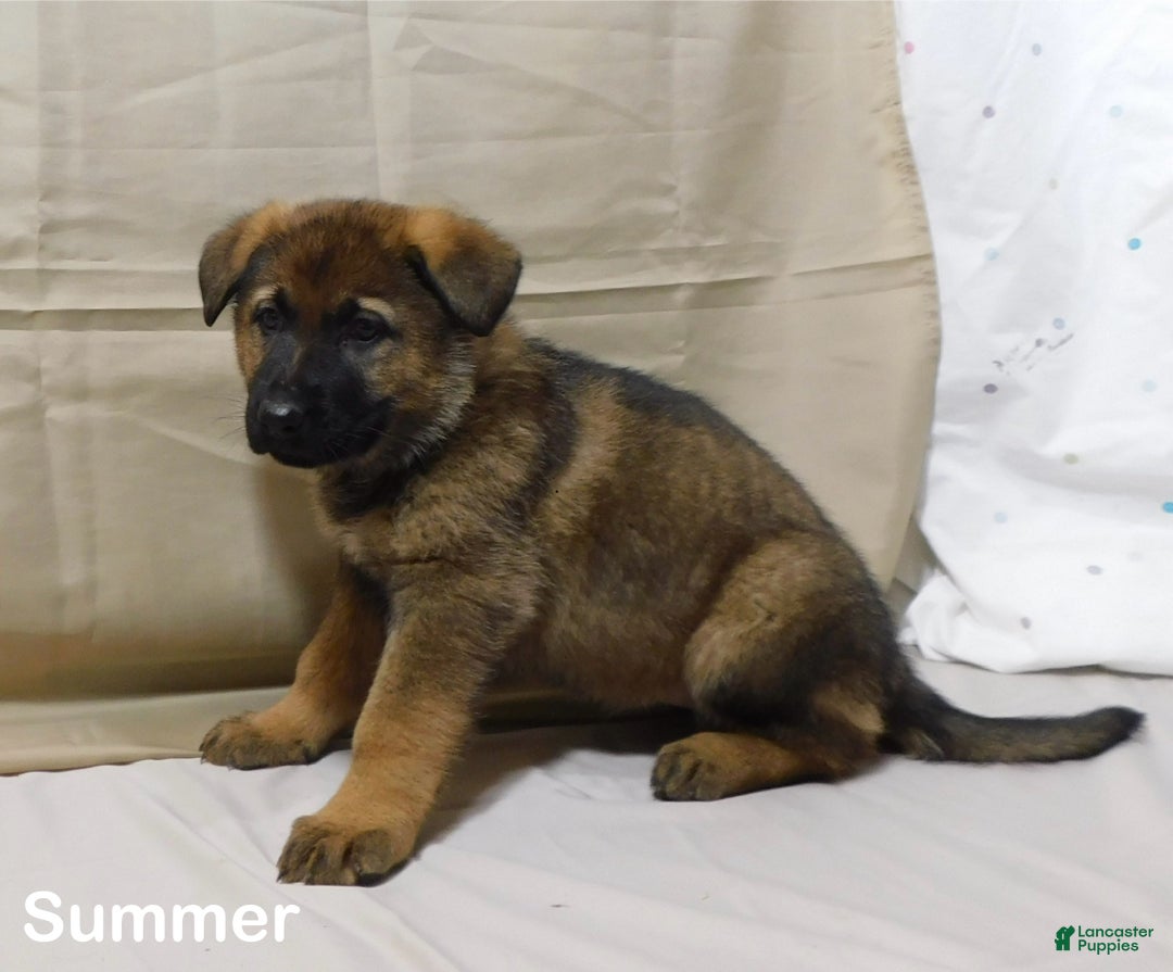 German Shepherd dogs for sale: Summer - Ad 6