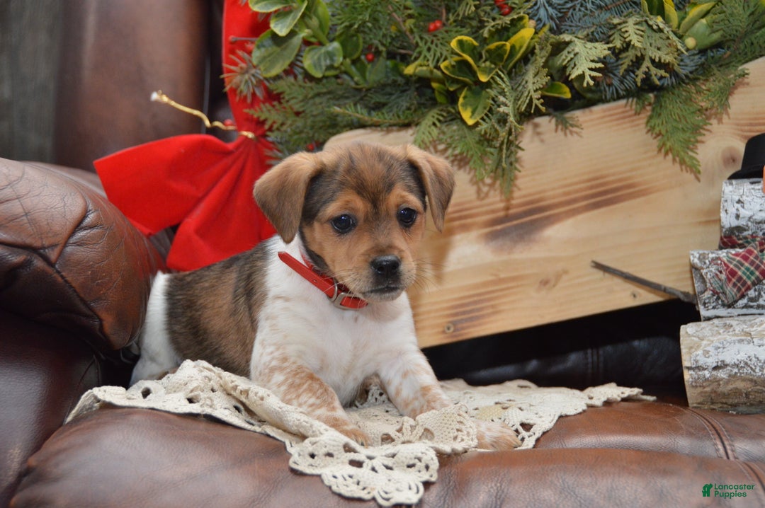 Jug dogs for sale: Adrian - Ad 1