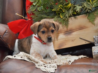 Jug dogs Adrian - Ad 10