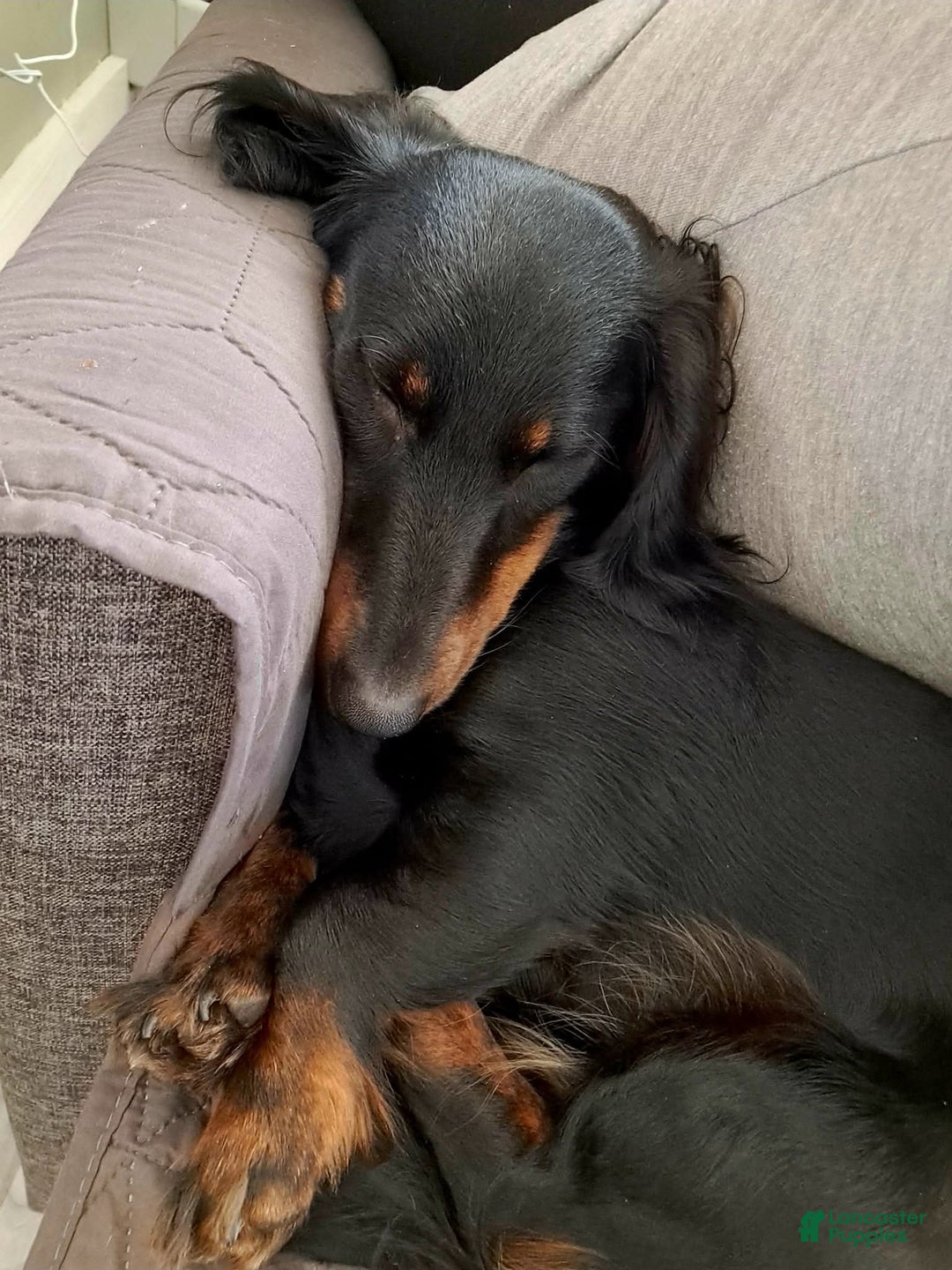 Miniature Dachshund dogs for sale: Bagel - Ad 11