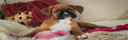 Boxer dogs for sale: Callie - Ad 1