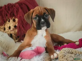 Boxer dogs Callie - Ad 40
