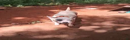 American Pit Bull Terrier dogs for sale: American Pit Bull Terrier 9 - Ad 4