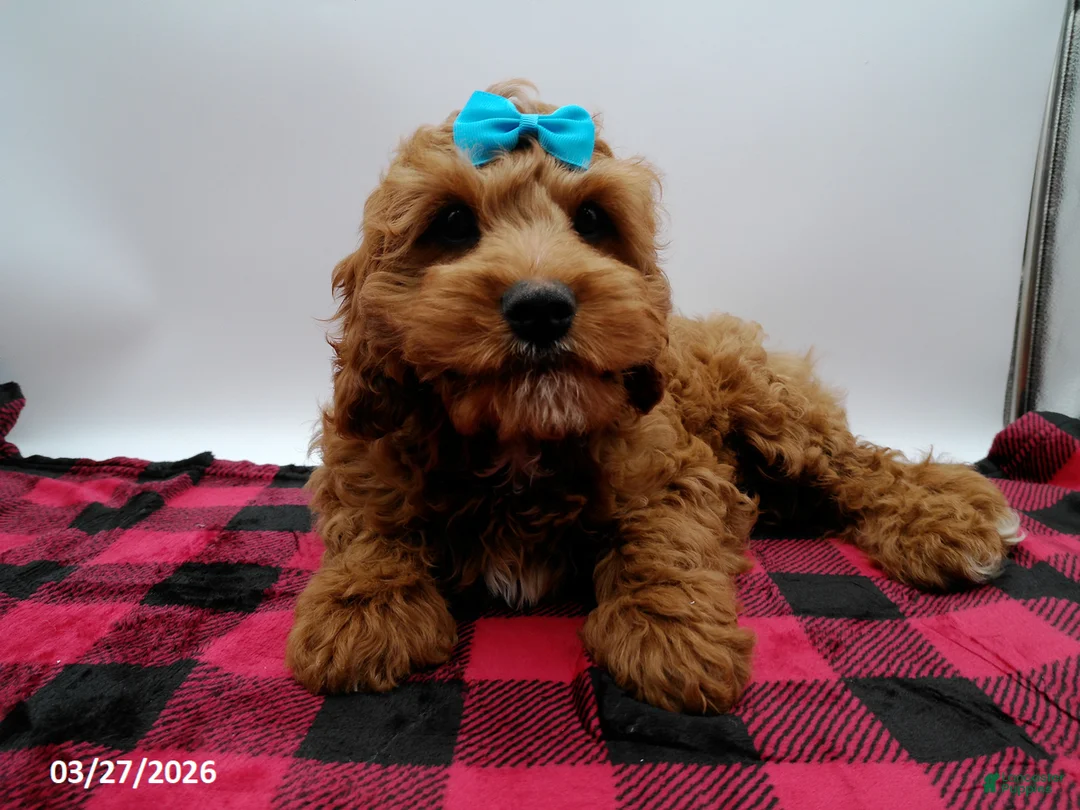 Cavapoo dogs for sale: Jax - Ad 2