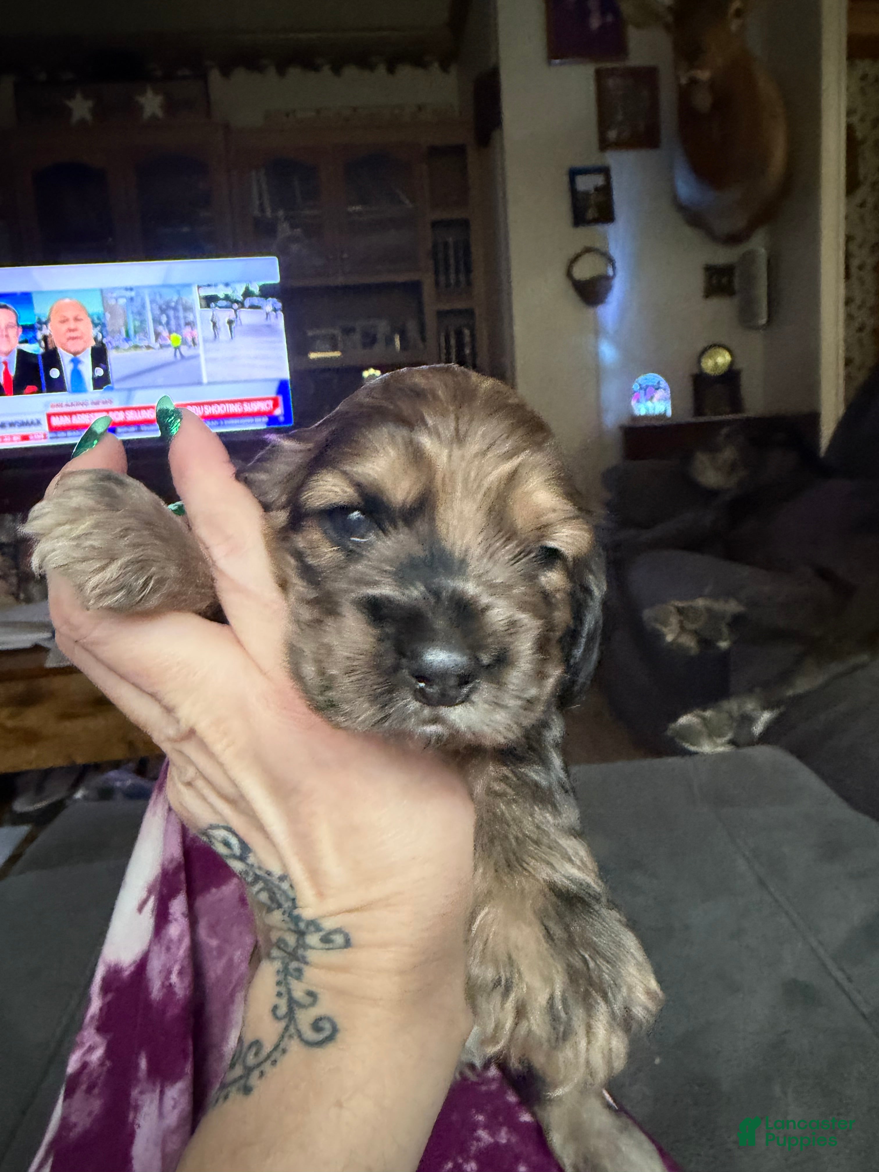 Cocker Spaniel dogs Cocker Spaniel Puppy 1 - Ad 2