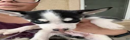 Pitsky dogs for sale: Pitsky 3 - Ad 2