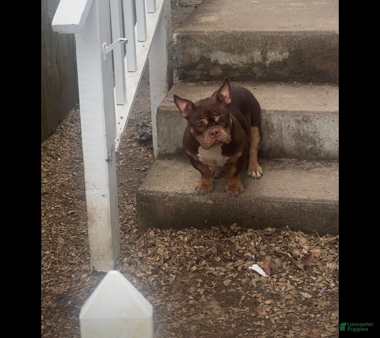 American Bully dogs Fendi - Ad 1