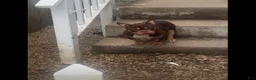 American Bully dogs for sale: Fendi - Ad 4