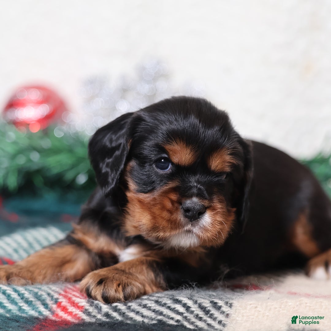 Cavalier King Charles Spaniel dogs for sale: Blaze | Genetically Screened  - Ad 2