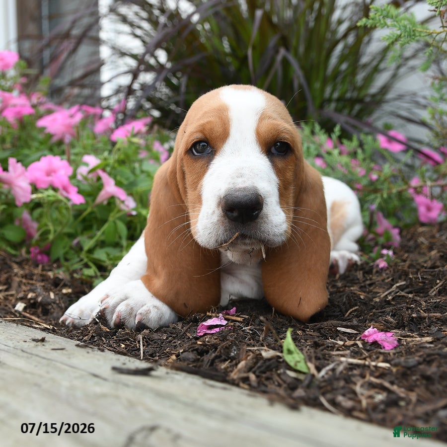 Basset Hound dogs Orlando - Ad 2