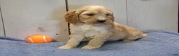 Cockapoo dogs for sale: Boone - Ad 4