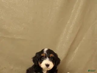 Mini Bernedoodle dogs for sale: Buttercup - Ad 2