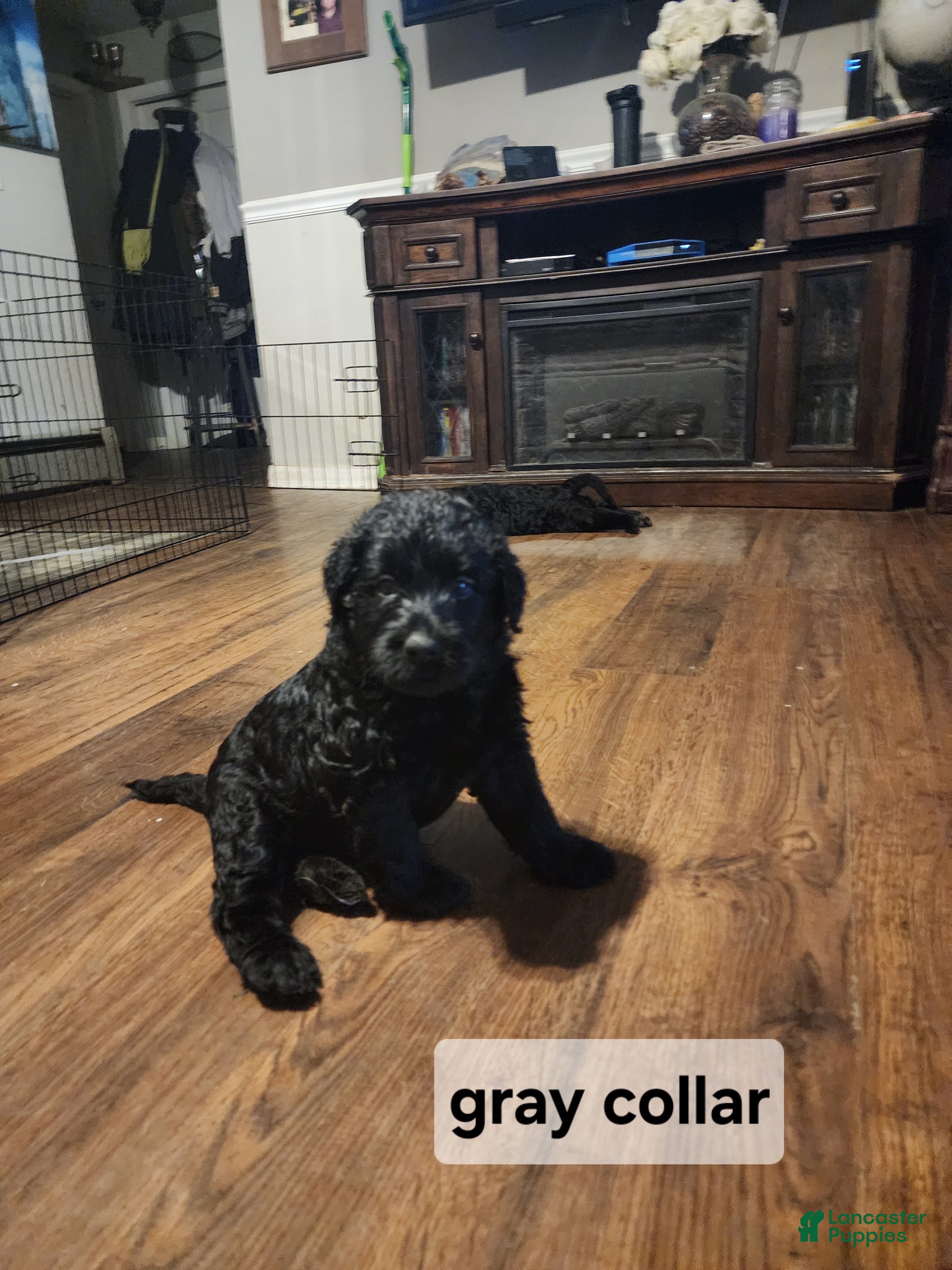 Labradoodle dogs Labradoodle gray collar - Ad 2