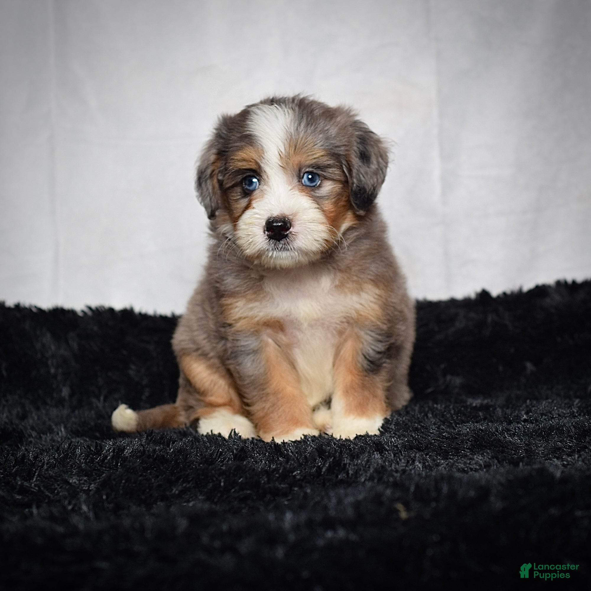Mini Bernedoodle dogs Bridget - Ad 1