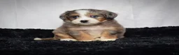 Mini Bernedoodle dogs for sale: Bridget - Ad 1