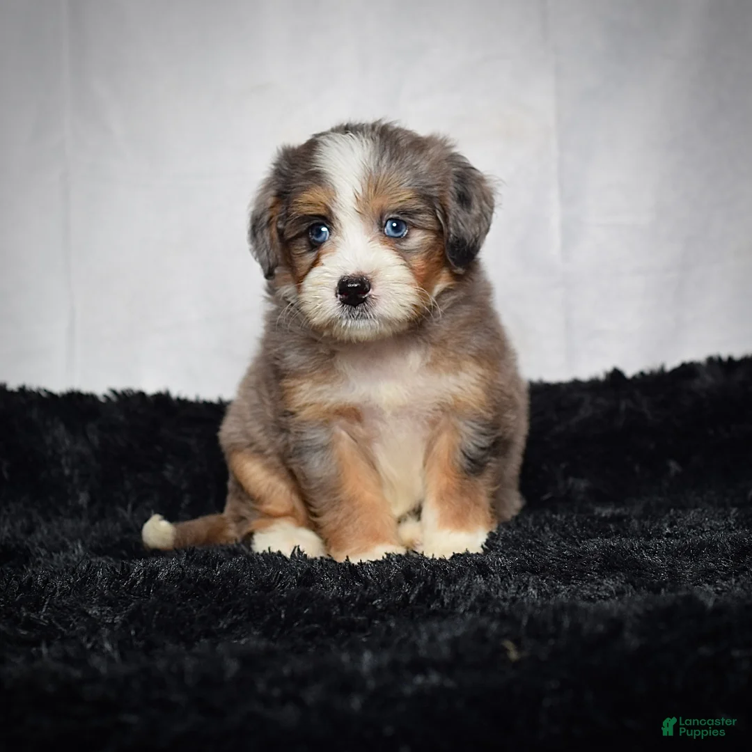 Mini Bernedoodle dogs for sale: Bridget - Ad 1