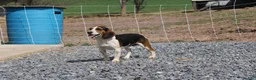 Beagle dogs for sale: Elikhana - Ad 8